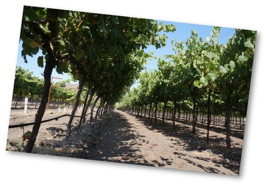 Peter in Mount Veeder vineyard