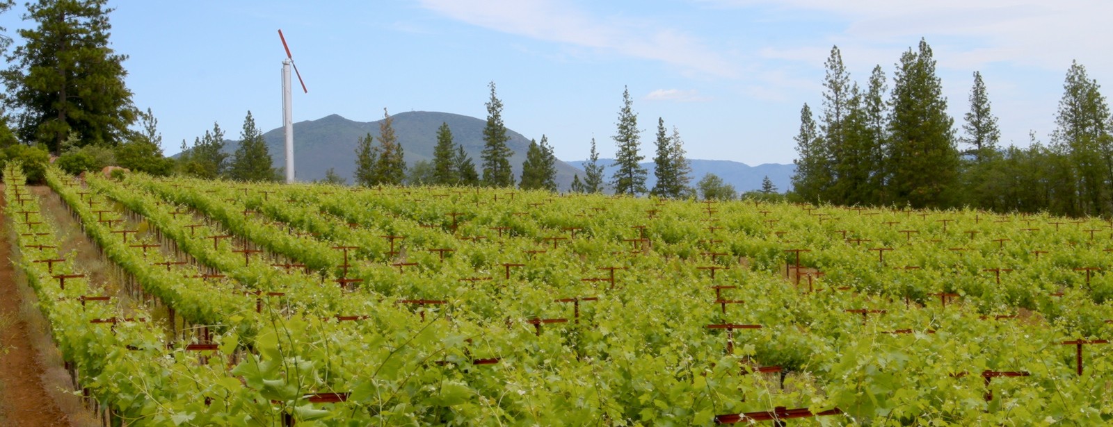 Cobb Mountain Vineyard